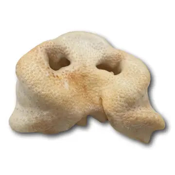 Pig Snout USA